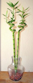 Lucky bamboo